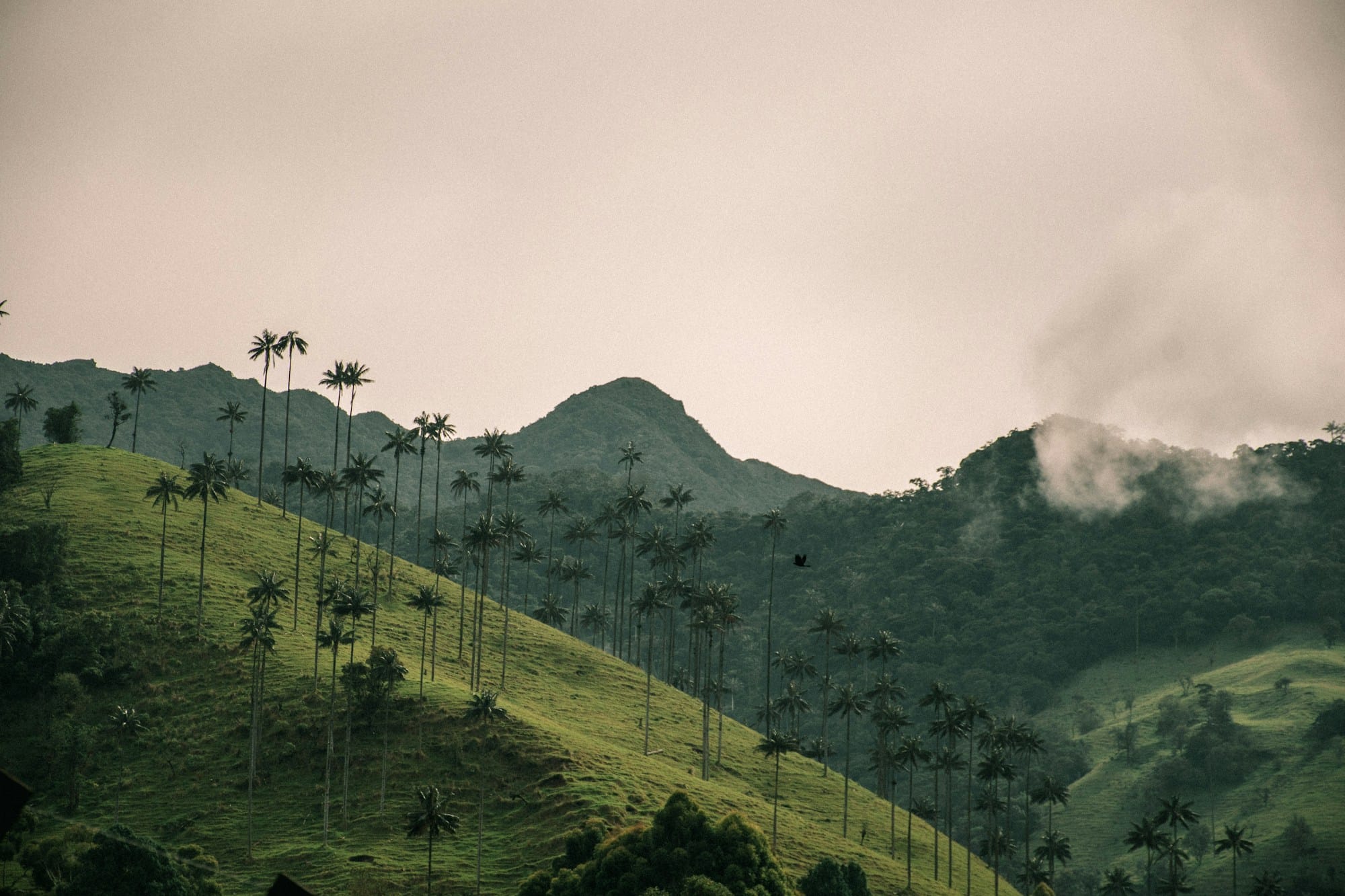 Palmas de cera sobre las montañas verdes del Valle de Cocora, en el Quindío